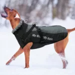 Grand chien brun la gueule ouverte marchant dans la neige, portant une doudoune grise et noire avec fourrure au col et harnais sur le dos.