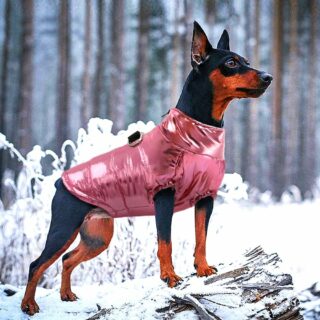 Chien de taille moyenne à grande oreilles brun et noir portant une doudoune pour chien matelassée en rose métallisé. Le chien est sur un rocher enneigé dans la nature avec forêt en arrière-plan.
