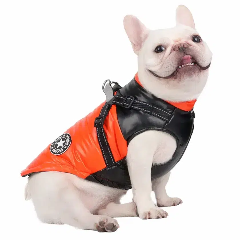 Bouledogue blanc sur fond blanc positionné de côté portant une doudoune orange sur le dos et noir sur le poitrail avec un harnais.